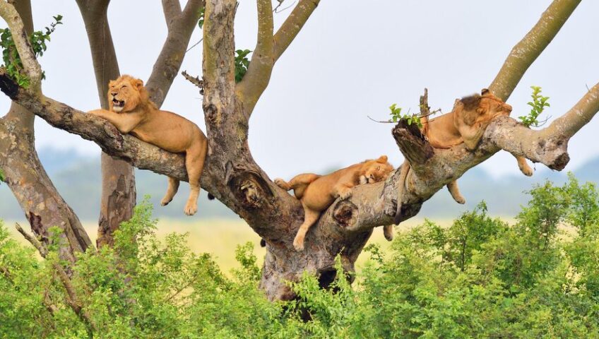 9 Days Gorillas and Wildlife Safari