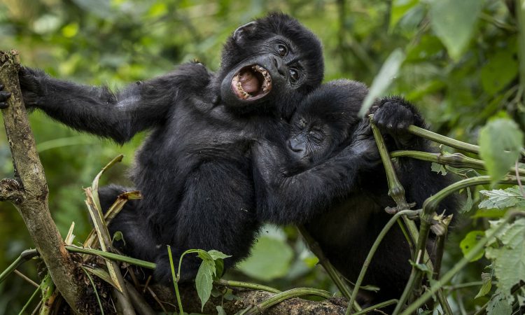 Gorilla Trekking in Uganda