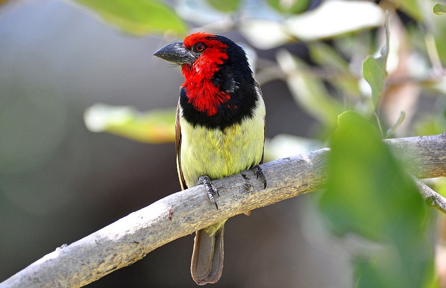 5 Days Uganda Birding Safari