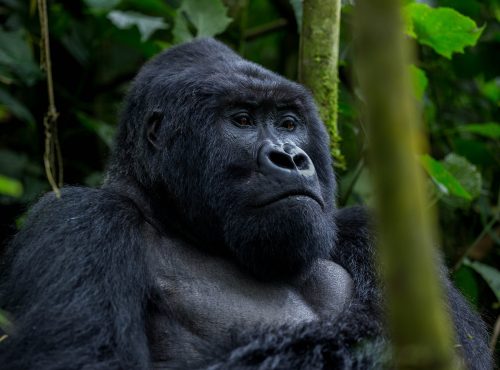 9 Days Uganda Gorillas and wildlife safari