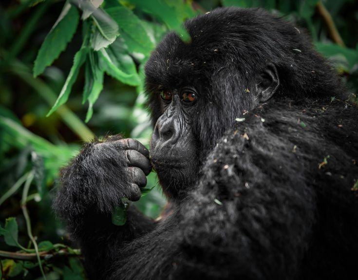 Gorilla Trekking in Uganda and Rwanda