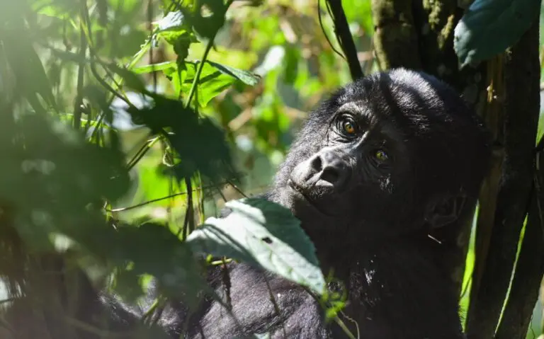 Gorilla Habituation Experience in Uganda