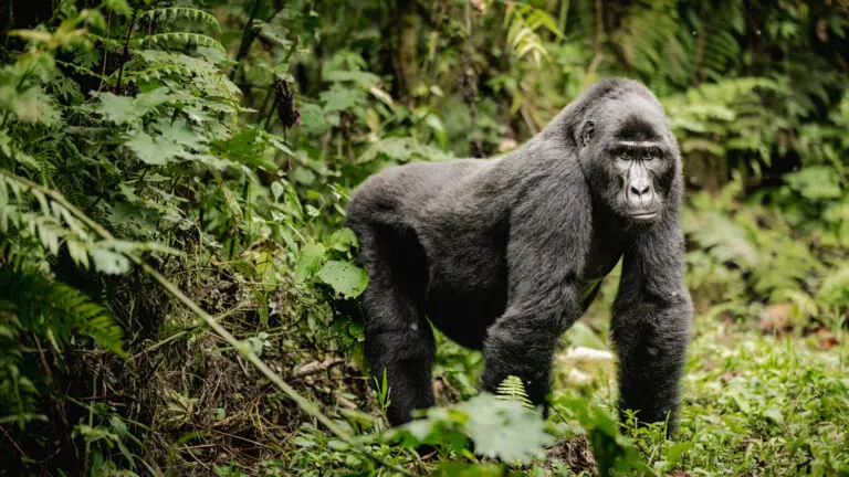 5 Days Double Gorilla Trekking and Habituation Experience Safari
