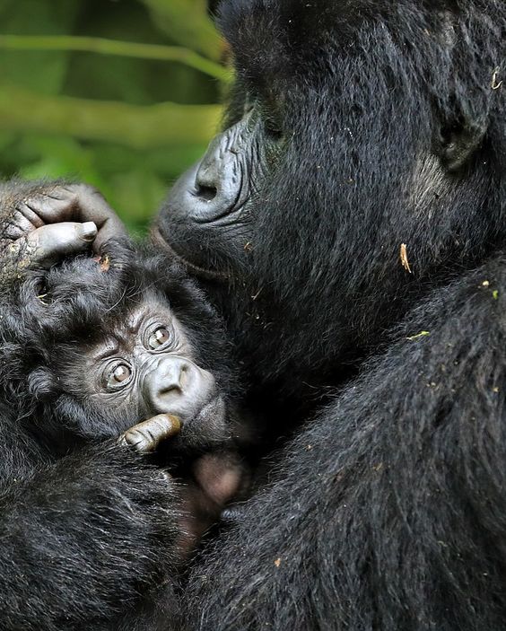 Gorilla Habituation Experience in Uganda