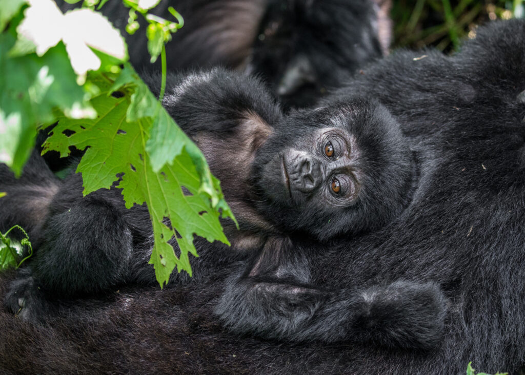 Gorilla Trekking in Uganda and Rwanda