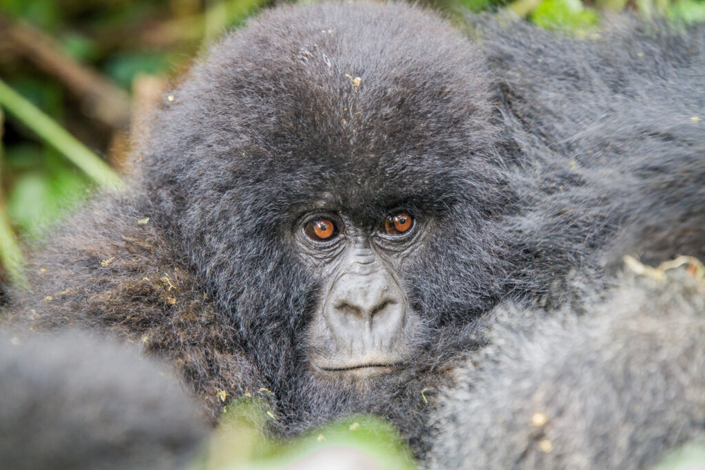 Gorilla Habituation Experience in Uganda