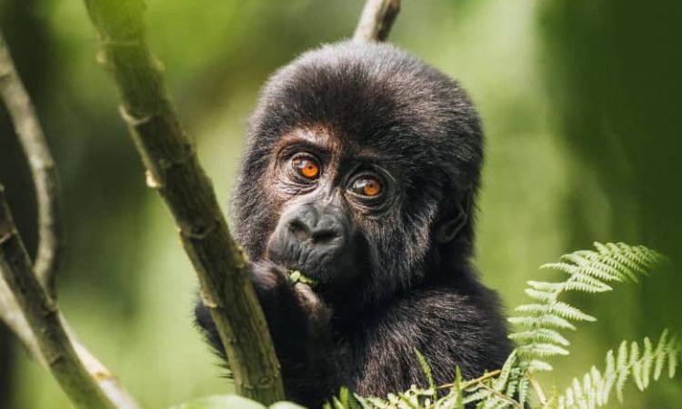 4 Days Rwanda Gorilla Trekking & Bisoke Hike