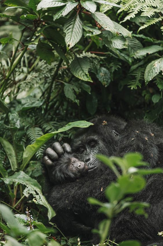 6 Days Rwanda and Uganda Safari