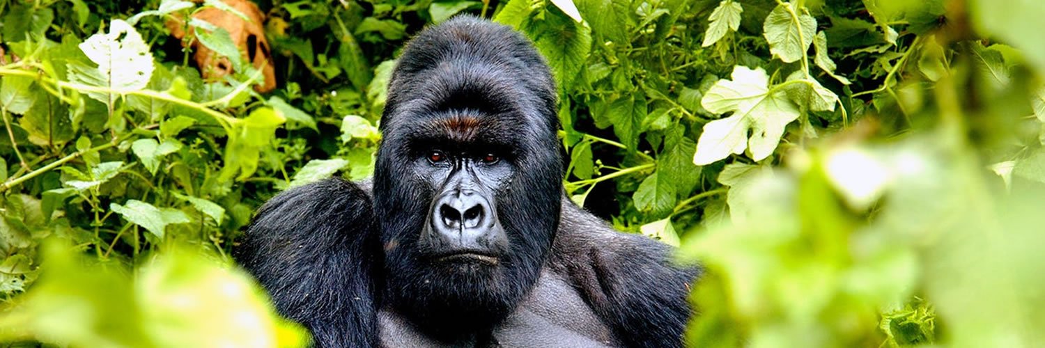 4 days Uganda Gorilla Safari 