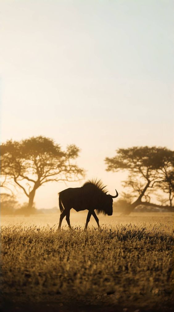 Wildebeest Migration