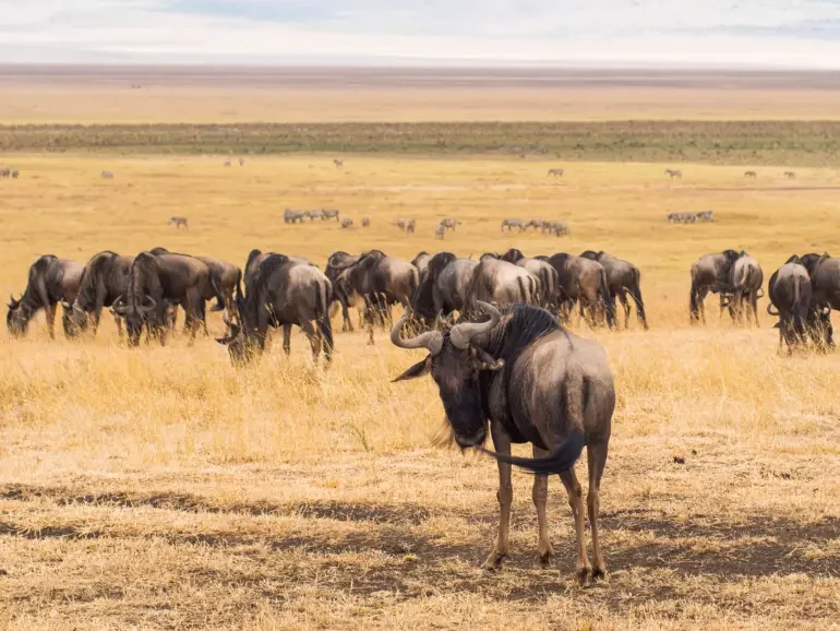 Wildebeest Migration