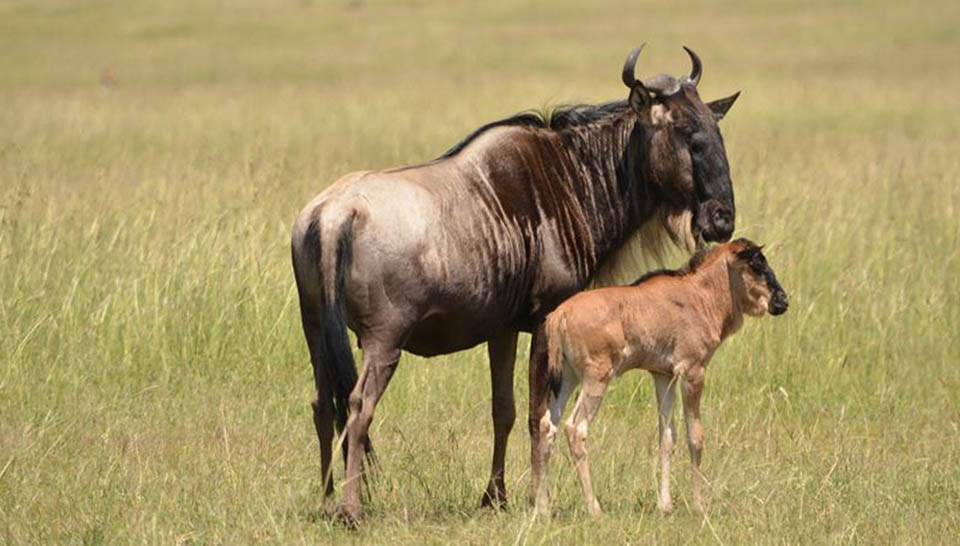 Wildebeest Migration