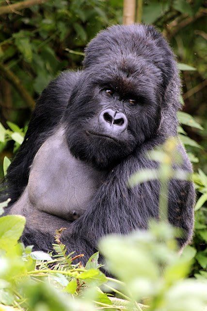 4 Days Gorilla Trek Uganda & Habituation