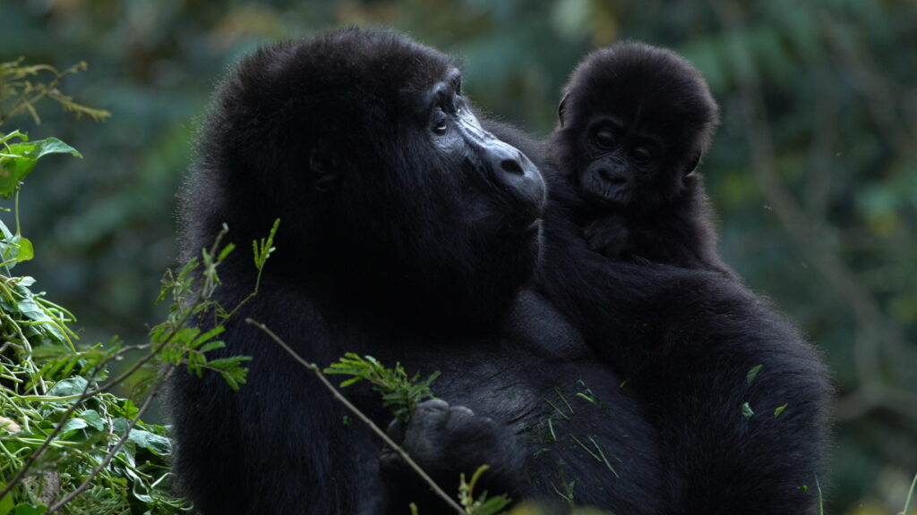 Gorilla trekking in Uganda