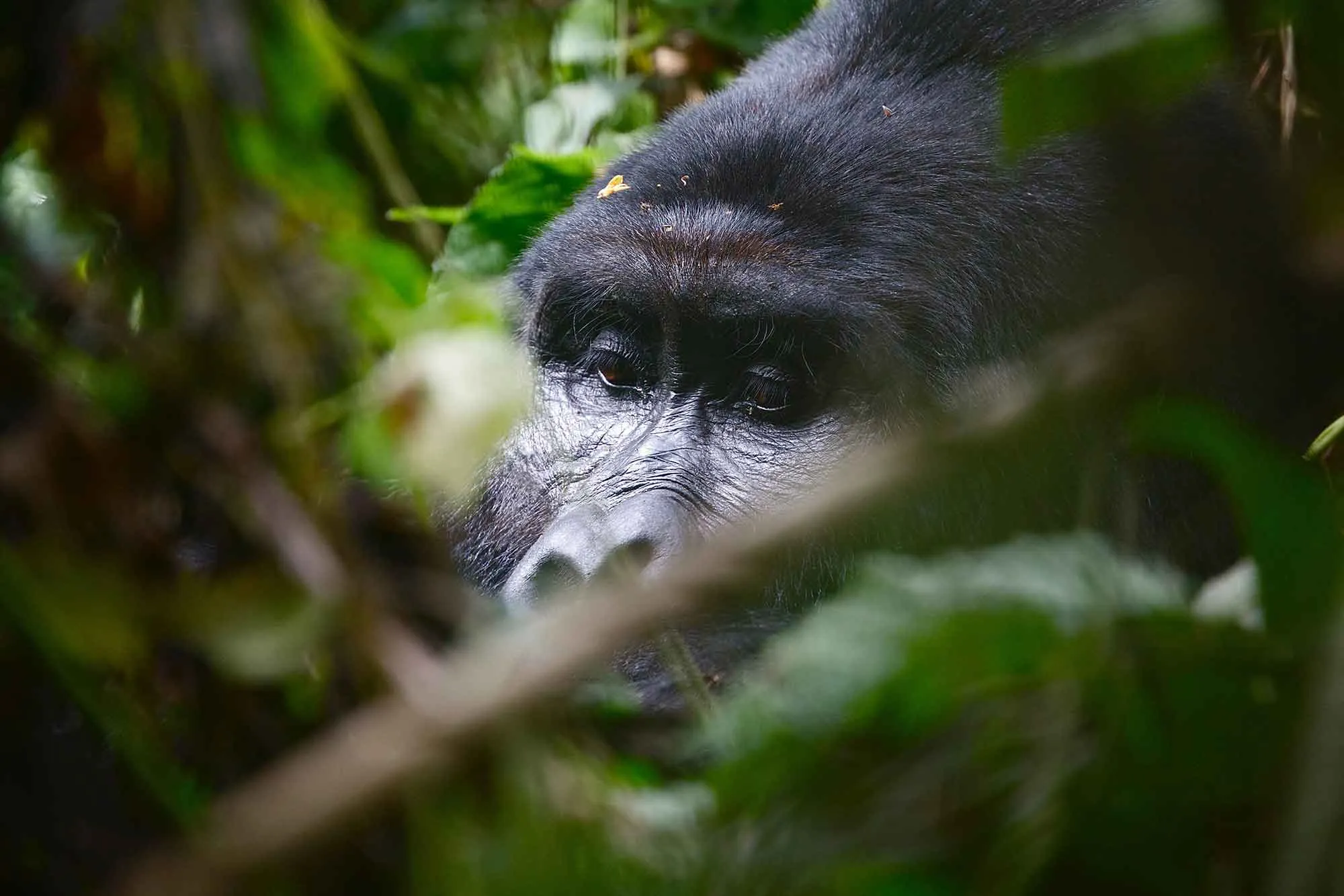 6 Days Double Gorilla Trekking Safari